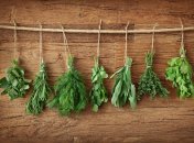 Пряные травы: 3 способа сушки на зиму