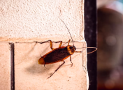 Копеечное решение избавления от насекомых