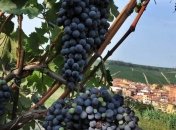 Экскурсионный маршрут, посвященный виноделию, запускают в Крыму