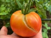 Не забывайте своевременно вносить удобрения помидорам