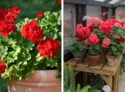 После этого удобрения герань снова будет пышно цвести