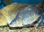 Биологи обнаружили у карпов обратную эволюцию