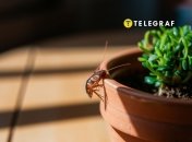 Не тримайте в домі фіттонію та ще кілька рослин