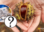 Сколько стоят каштаны