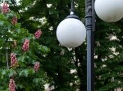 Попов: И все-таки на Крещатике будут высажены красные каштаны