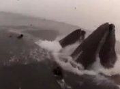 Дайверы чуть не стали обедом для гигантских китов (Видео)