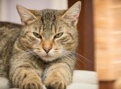 Первый американский штат запретил удалять котам когти