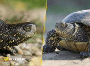 Болотная черепаха