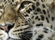 Экологи спасают популяцию леопардов в Армении