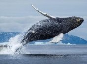 Дрон снял уникальные кадры поведения гренландского кита (Видео)