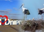 Аисты активно возвращаются после зимовки