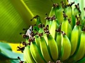 Банановая диета: едим вкусно - худеем быстро