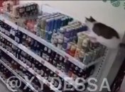 В Одессе "хозяйственный" кот навел "шорох" в супермаркете: видео
