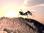 Работу заболевших муравьев взяли на себя их коллеги