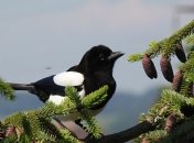 Приметы и обряды на 22 марта – День жаворонка, Сорок святых