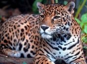 Удивительные и малоизвестные факты о братьях наших меньших