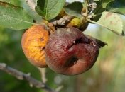 Если вовремя не предпринять соответствующие меры, то можно лишится урожая