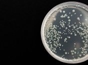 Степень загрязнения воды опасными бактериями теперь легко проверить