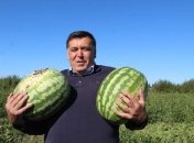 Такие 14-килограммовые арбузы в прошлом году уродились под Миргородом, говорит Виктор Галич