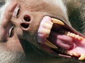 Удивительный эксперимент с неоднозначным выводом