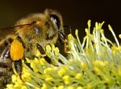 В Финляндии научились вакцинировать насекомых