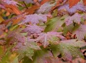 В Украину идут магнитные бури и циклон: какой будет погода в ближайшие дни