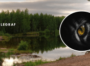 Хищник в лесу