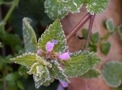 В Украине ожидаются сильные заморозки: какие регионы в зоне опасности