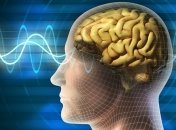 Ученым удалось вырастить в лаборатории "мини-мозги" с сетью сосудов