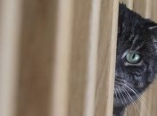 В Италии домашним животным разрешили навещать хозяев в больнице