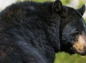 В США женщина родила в зоопарке рядом с клетками медведей 