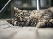 З Раками, Дівами та Козерогами помреш від нудьги