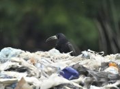 Грак на сміттєзвалищі в Рівному Фото: Василь Ільчук