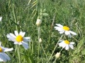 В Укргідрометцентрі розповіли, коли прийде потепління