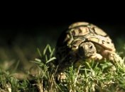 Пропавшее животное нашли через 30 лет в кладовке