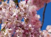 Приметы и обряды на 24 апреля – День Антипа Половода