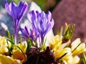 13 марта - приметы и обряды в Васильев день