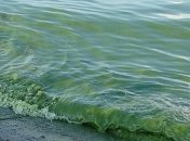 У побережья Одессы "цветет" море, отдыхающим советуют пока не купаться (Видео)