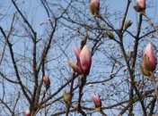 Погода в Украине 6 апреля: солнечно, без осадков 