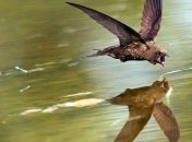 Стрижи установили рекорд продолжительности полета