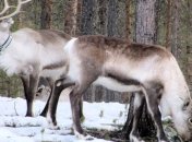Чемпионы поневоле: Северные олени чемпионы по дальности миграций