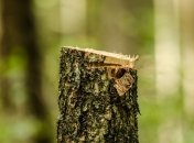 На Донетчине будут судить мужчин за незаконную вырубку деревьев