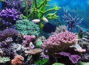 В Большом Барьерном рифе стремительно погибают кораллы