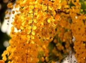 Приметы и обряды на 15 октября - Киприанов день
