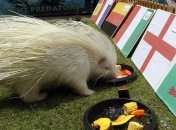 Англия - Исландия: прогноз букмекеров на матч 1/8 финала Евро-2016