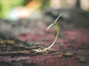 Проста маніпуляція забезпечить гарний урожай у майбутньому