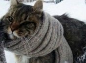 Снегопадов в ближайшие дни в Украине не будет, но морозы усилятся