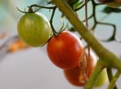 Щоб отримати успішний урожай, дотримуйтесь цих порад