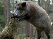 В Мариуполе дикий кабан напал на мужчину 