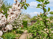 Абрикосы, яблони, сливы цветут, но проку нет. Что надо сделать